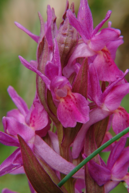 Dactylorhiza sambucina